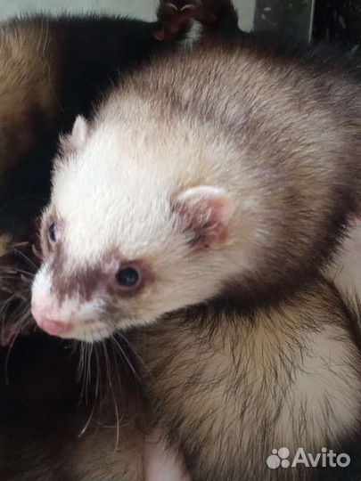 Хорек Вязка