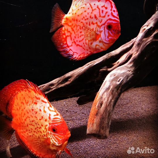 Продажа дискусов