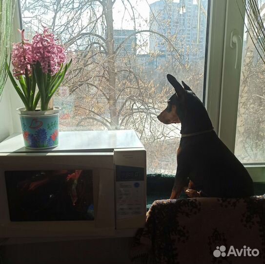 Вязка цвергпинчер