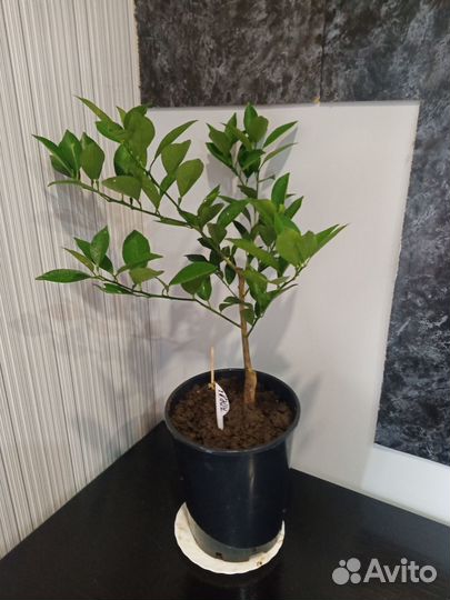 Апельсиновые саженцы /домашние деревья