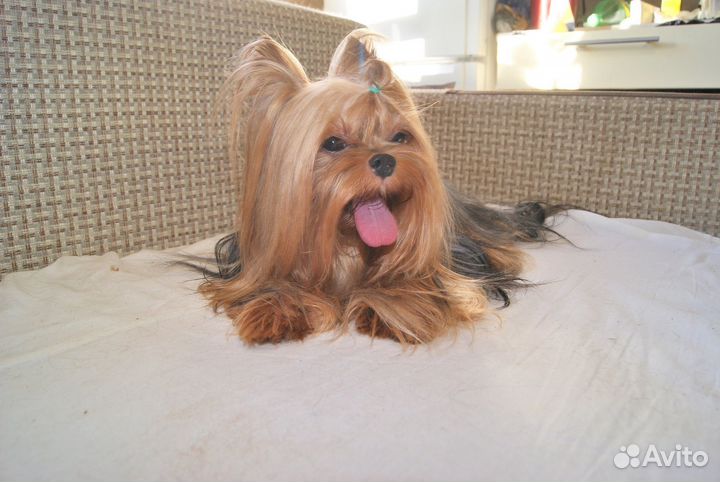 Йоркширский терьер вязка