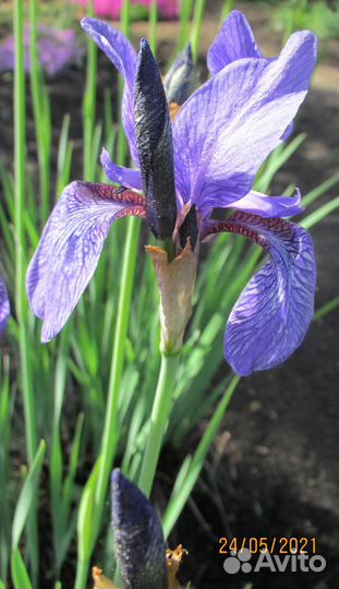 Ирис Sp.Башкирия