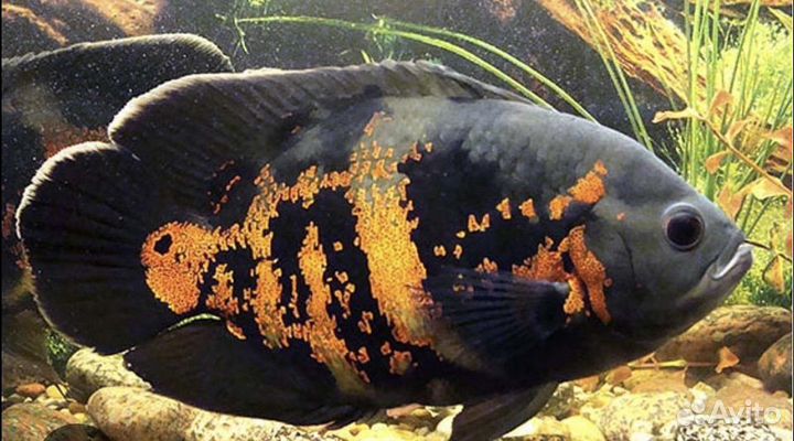 Американские цихлиды