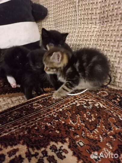 Котята в добрые руки