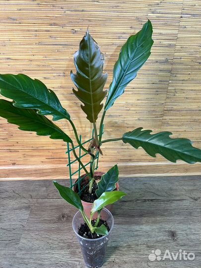 Филодендрон Плуто и др