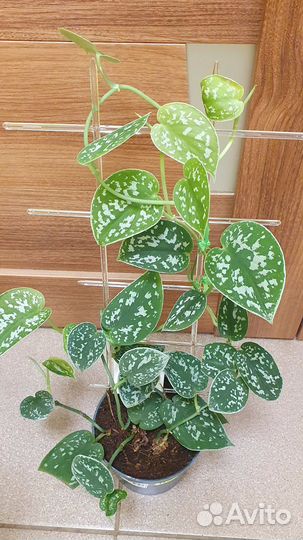 Сциндапсус-Эпипремнум