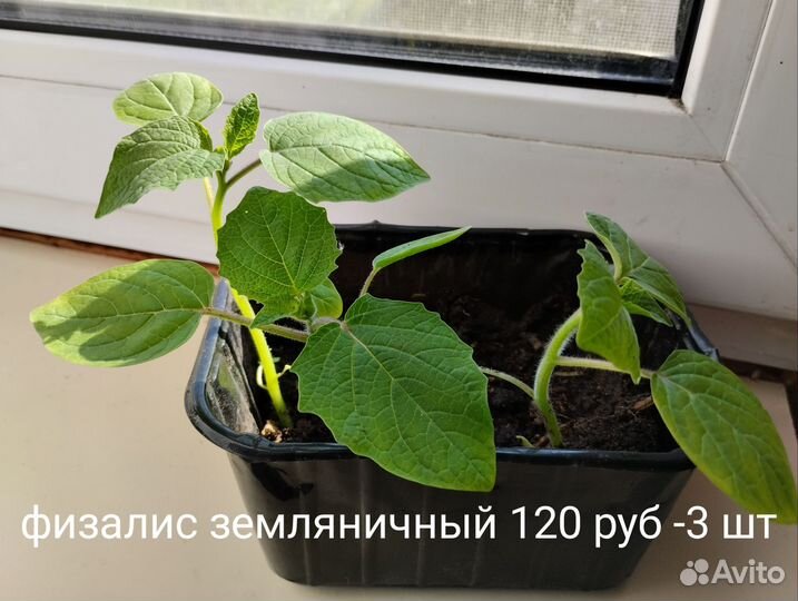 Физалис земляничный