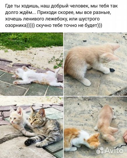 Котята в добрые руки