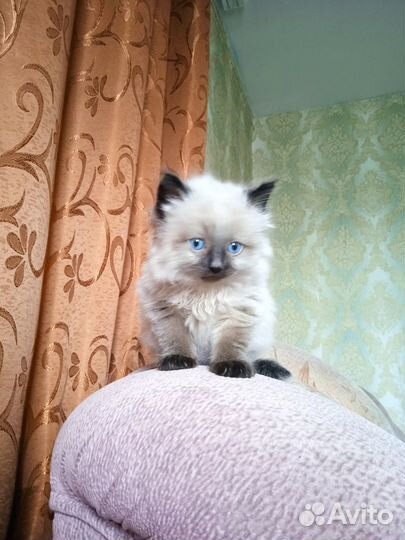 Сиамский котенок