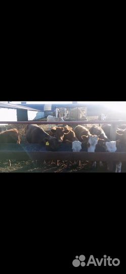 Продам бычков и тёлочек