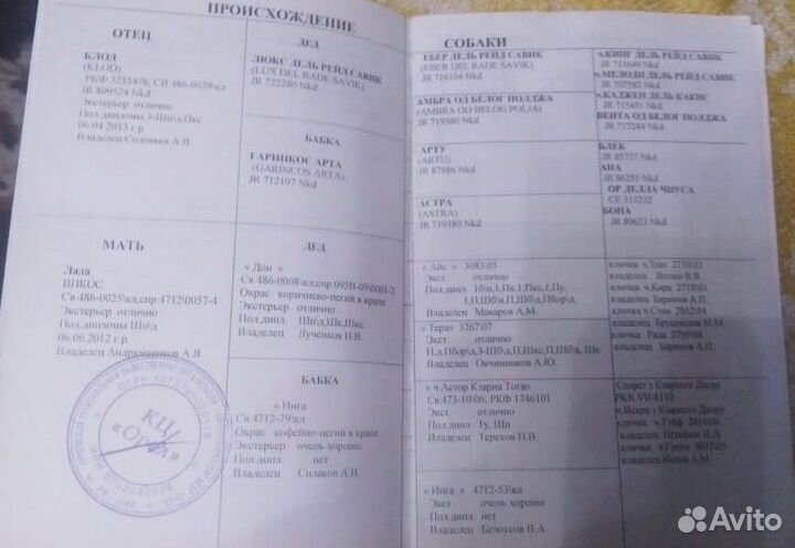 Курцхаар вязка