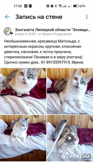 Кошка-ленивица