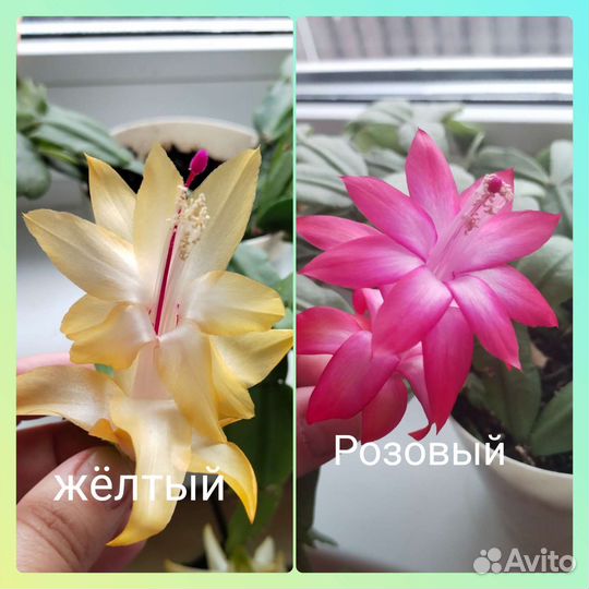 Декабристы шлюмбергера