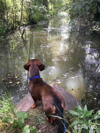 Такса вязка