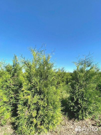 Туя Брабант ком / оптом