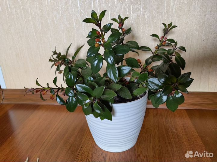 Фикус Де Гантель и другие