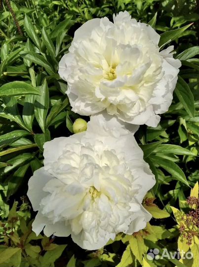 Пион белый и розовый многолетка