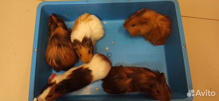 Морская свинка