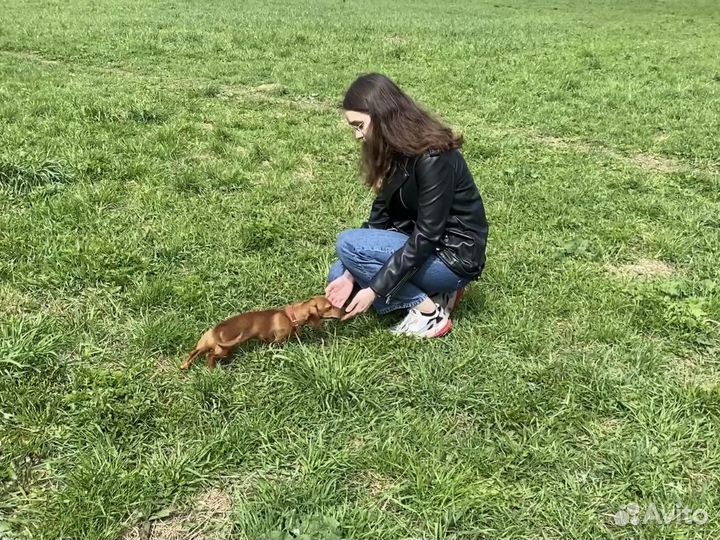 Кинолог/ Зоопсихолог