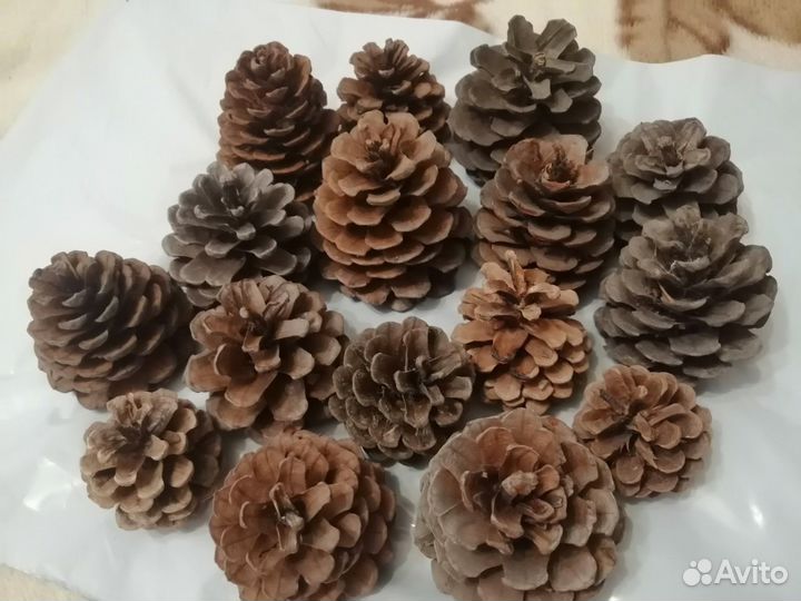 Шишки для декора