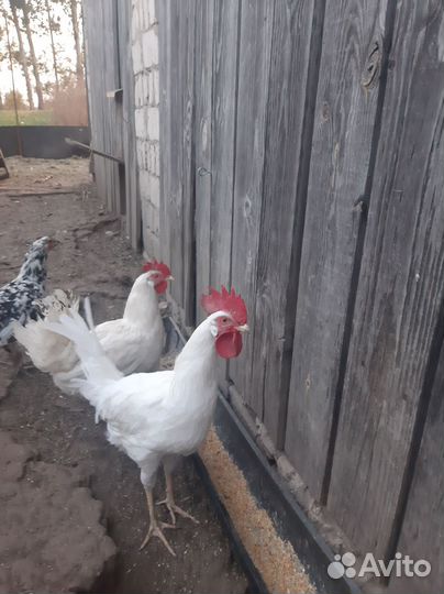 Молодые петухи