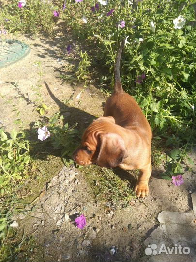 Щенок таксы