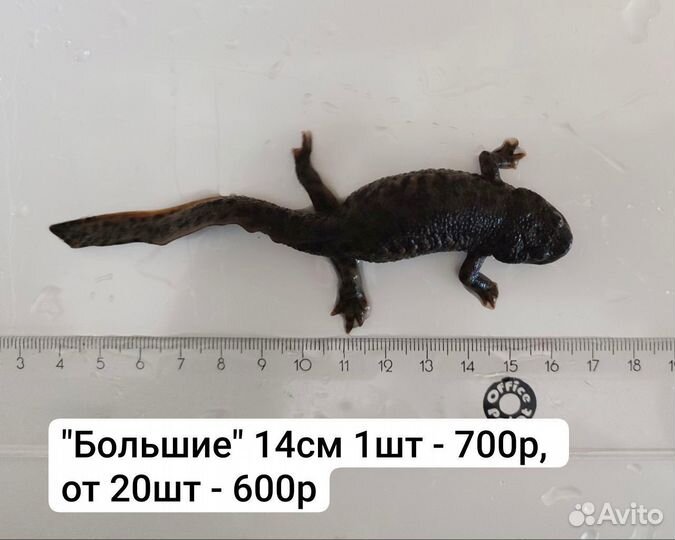 Тритон испанский