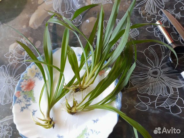 Хлорофитум