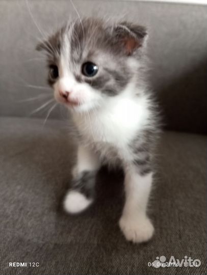 Вислоухие котята