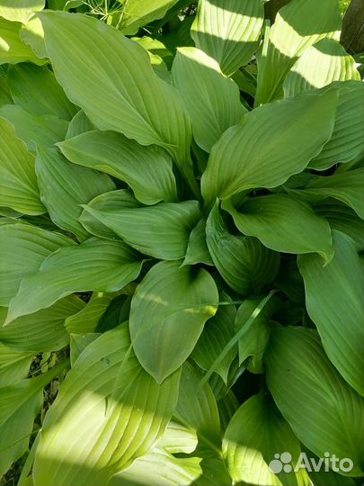 Хоста растение