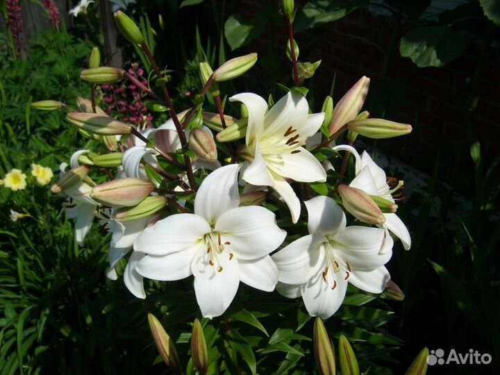 Лилия луковицы