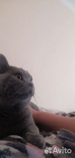 Кот чистокровный на вязку