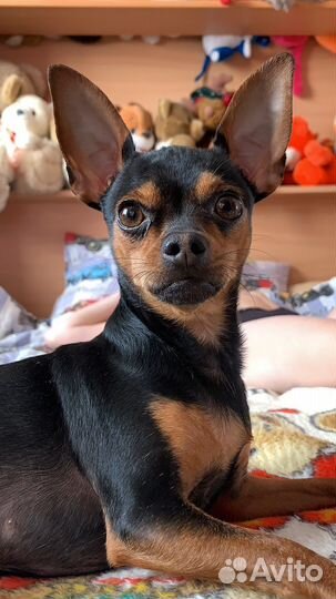 Той-терьер щенки