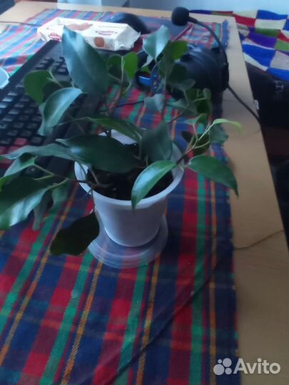 Фикус бенджамина Наташа