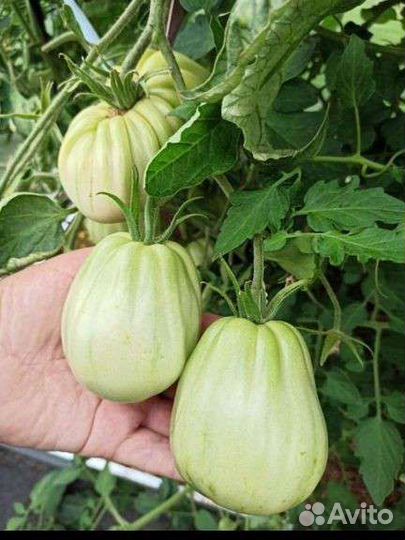 Вкус детства Очень редкий сибирский сорт Лыков
