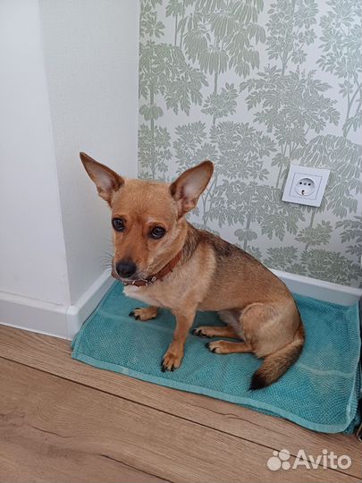 Собака в добрые руки