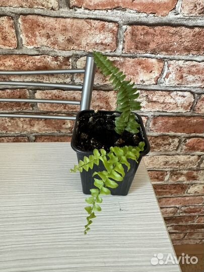 Папоротник