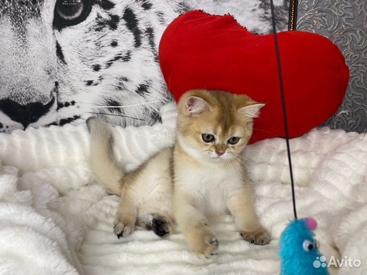 Гарфилд - котёнок золотой британской шиншиллы