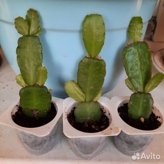 Декабрист оранжевый/белый,рипсалидопсис