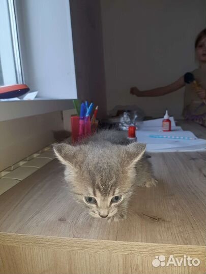 Котенок в добрые руки