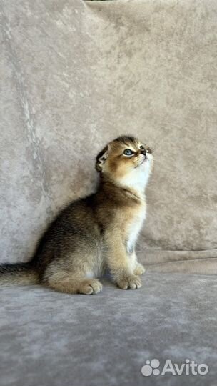 Шотландские котята
