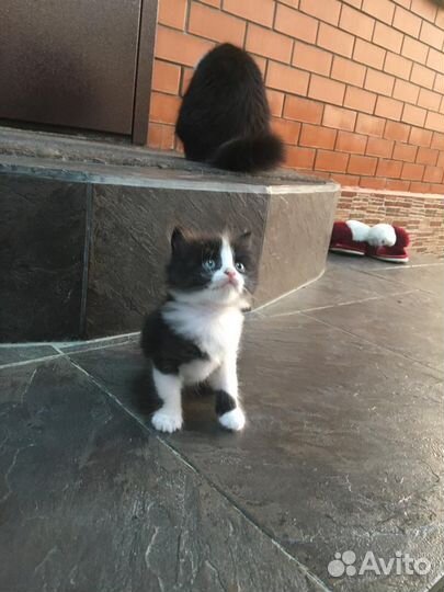 Котята в добрые руки бесплатно