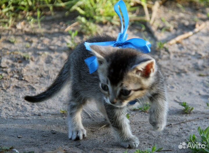 Котик. Около 8 недель