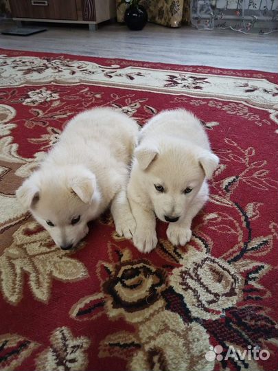 Щенки хаски