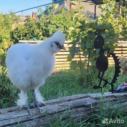 Китайские шелковые куры