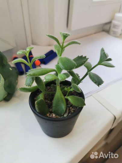 Суккуленты, медвежьи лапки, эчеверия храм Будды