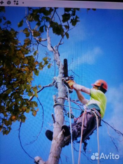 В, Богашова,Лоскуто,Аэропор Спил аварийных деревье