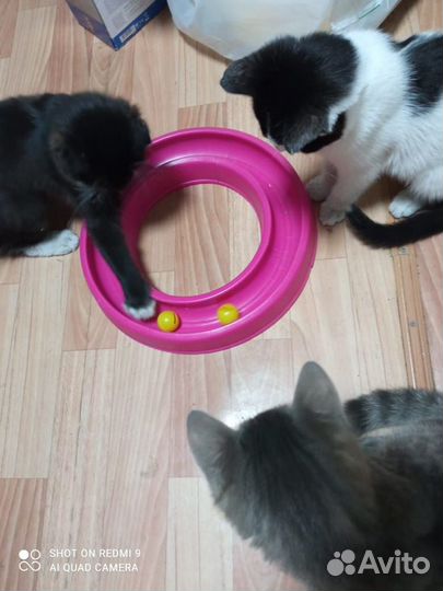 Котята ищут новую семью от вислоухой умной кошки