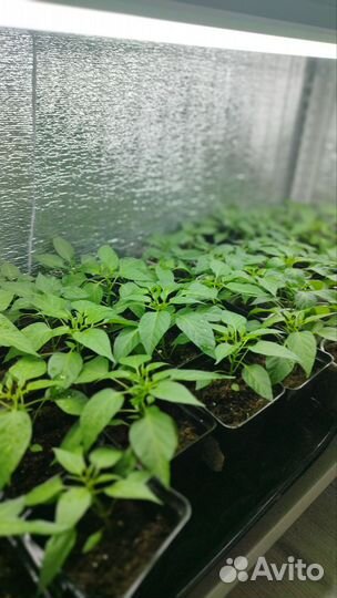 Горький перчик