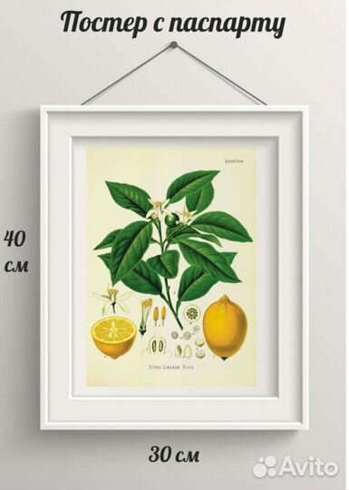 Постер ботаника